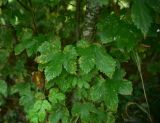 Humulus lupulus. Листья с зонами некроза. Смоленская обл., Вяземский р-н, окр. дер. Савино, окраина зарослей. 22 августа 2026 г.