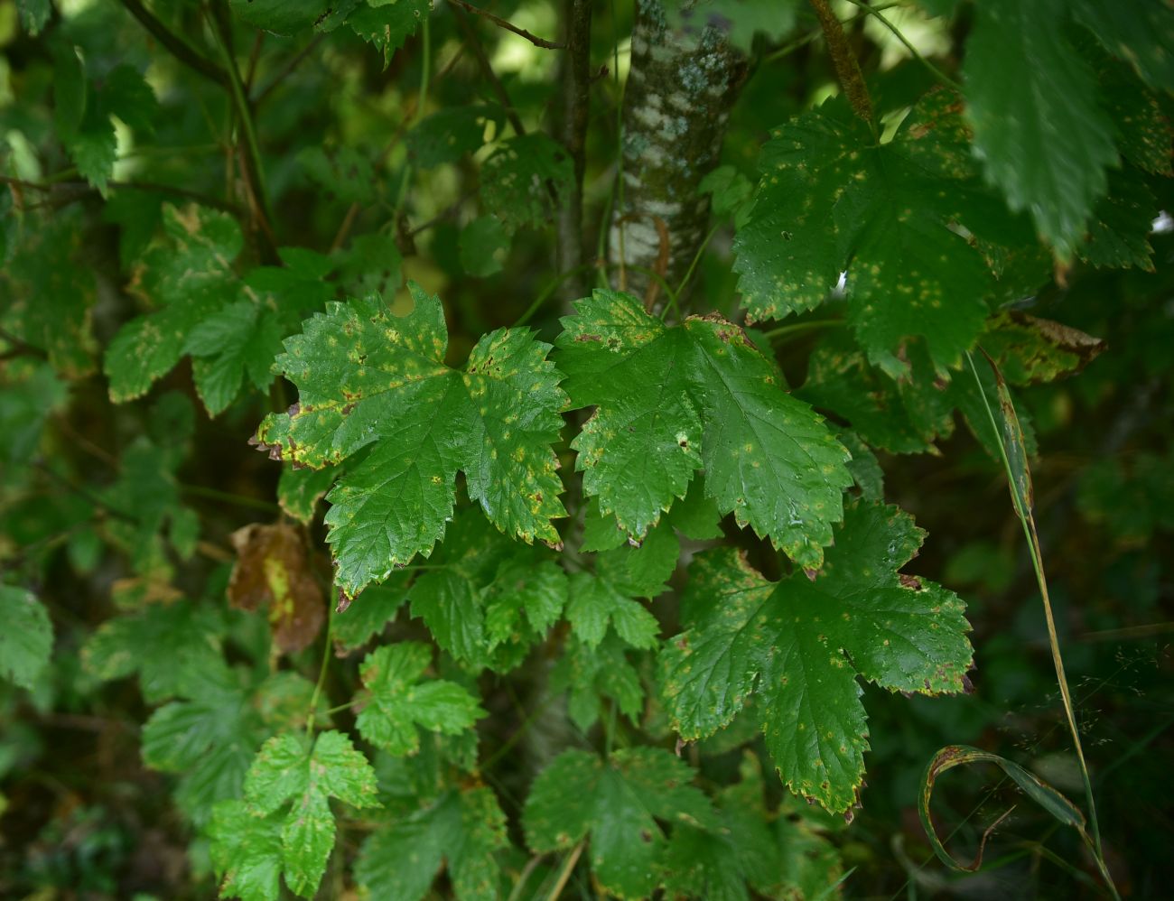 Image of Humulus lupulus specimen.