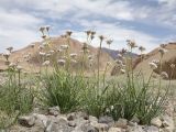 Allium oreoprasum