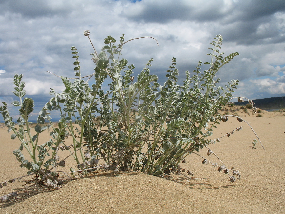 Image of Astragalus sabuletorum specimen.