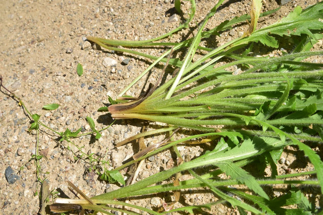 Image of genus Papaver specimen.