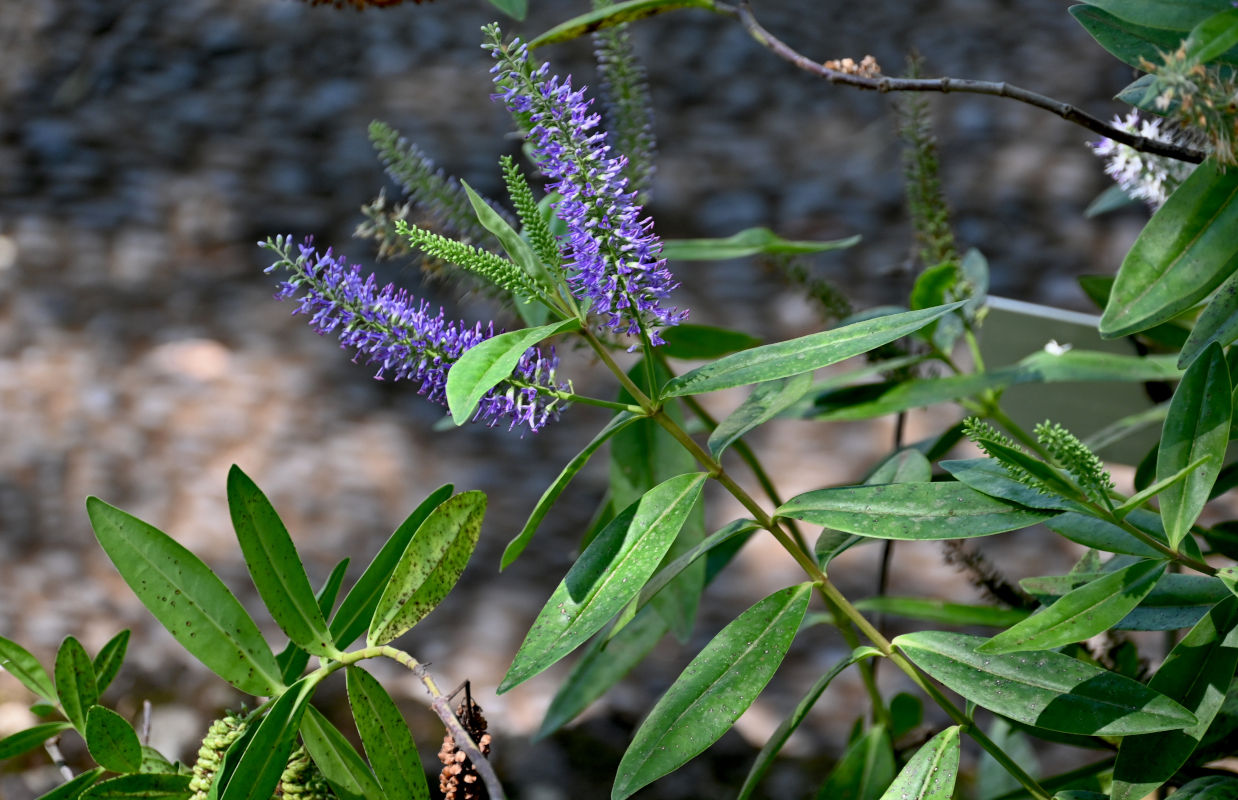 Image of Hebe salicifolia specimen.