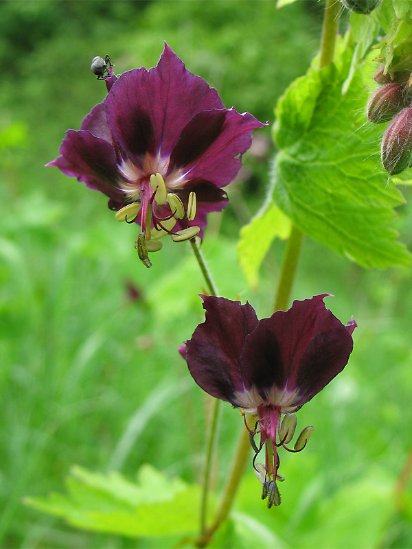 Изображение особи Geranium phaeum.