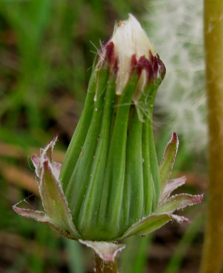 Image of Taraxacum polozhiae specimen.