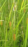 Typha laxmannii. Сообщество вида с Alisma plantago-aquatica и Bolbschoenus planiculmis. Ульяновская обл., Мелекесский р-н, Куйбышевское водохранилище,Черемшанский залив у с. Ерыклиск. 10.07.2007.