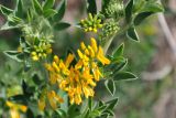 Medicago arborea