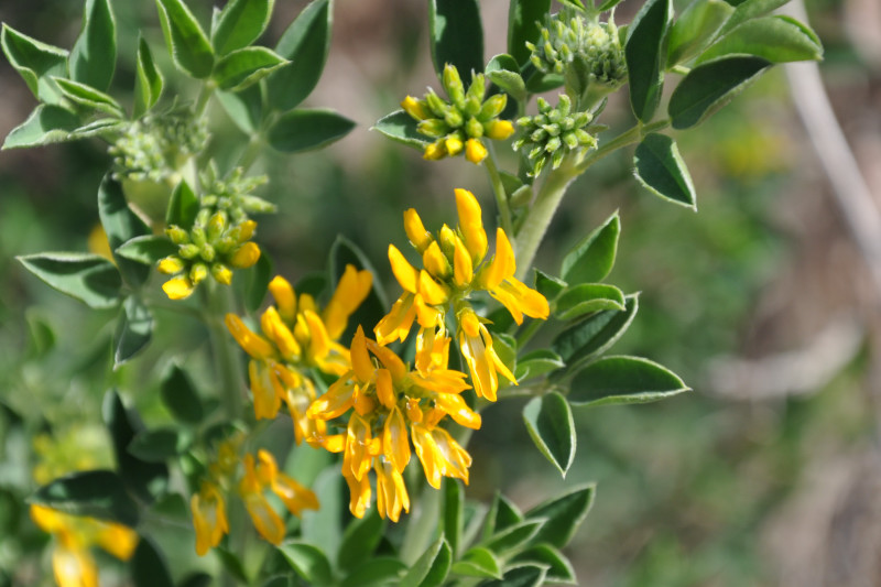 Изображение особи Medicago arborea.