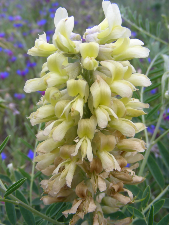 Image of Pseudosophora alopecuroides specimen.