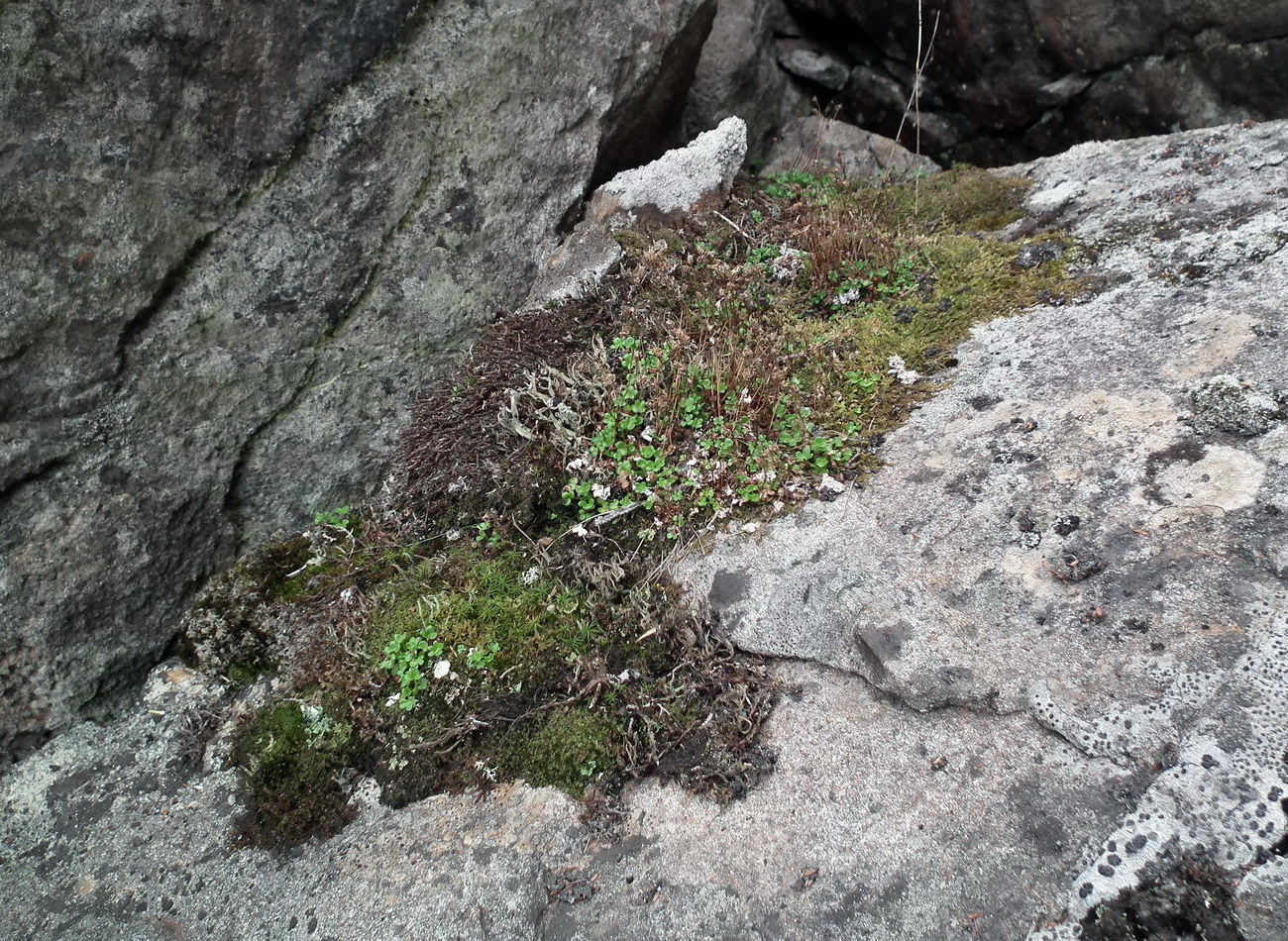 Image of Saxifraga rivularis specimen.