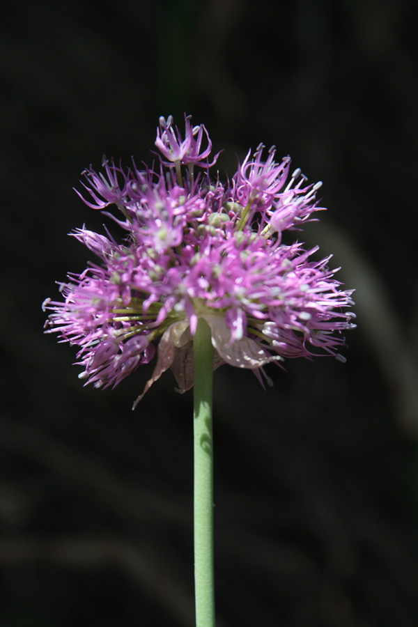 Изображение особи Allium tschimganicum.