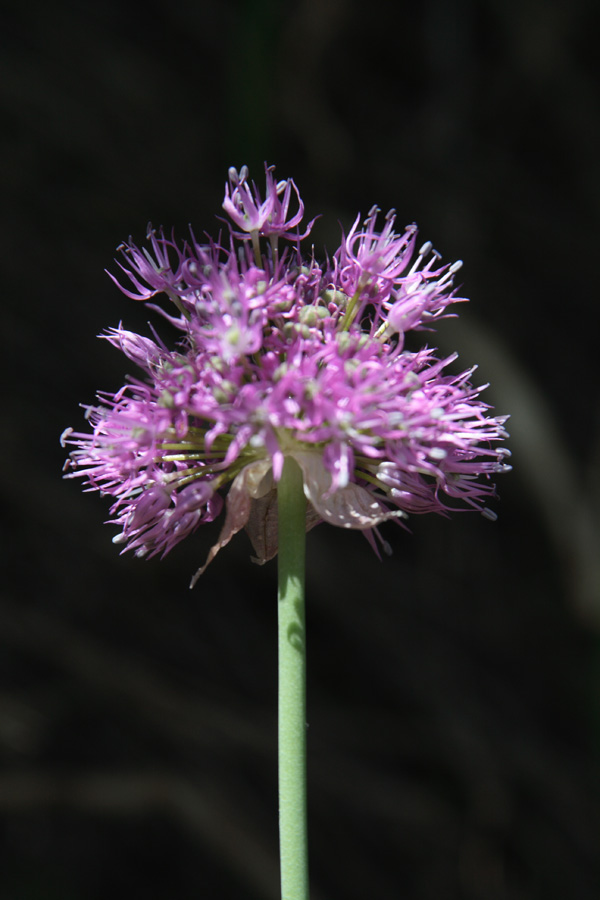 Image of Allium tschimganicum specimen.