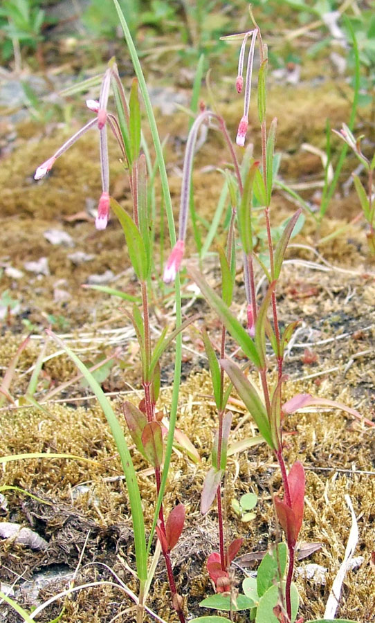 Image of Epilobium palustre specimen.