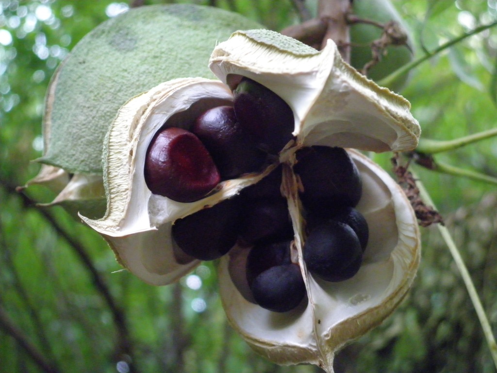 Image of Xanthoceras sorbifolium specimen.