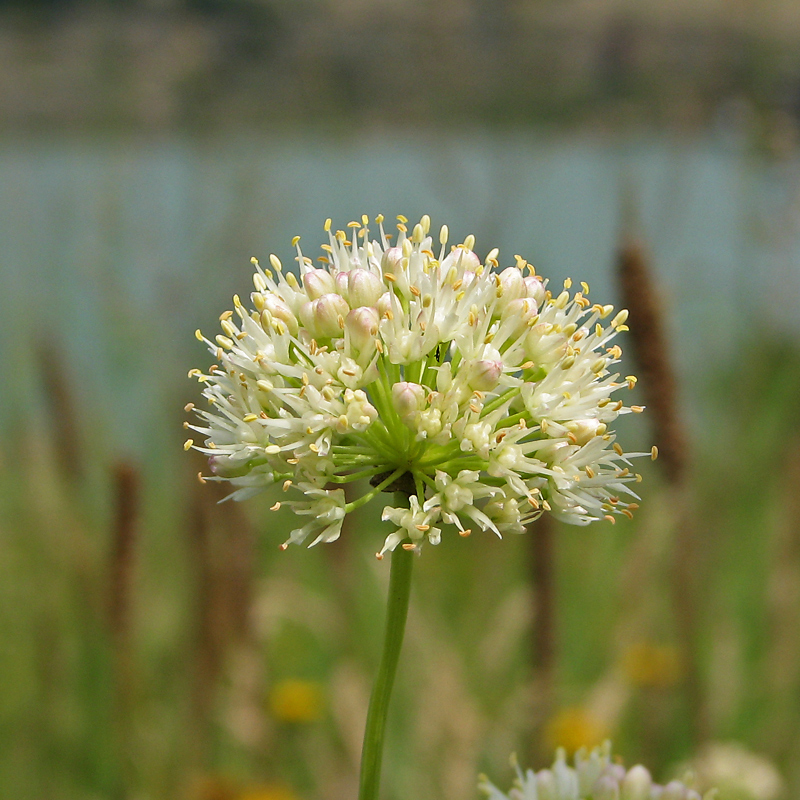 Image of Allium flavescens specimen.