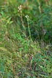 Erigeron podolicus. Плодоносящее растение. Республика Татарстан, национальный парк \"Нижняя Кама\". 13.08.2011.