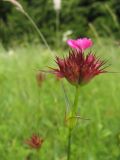 Dianthus capitatus. Верхушка расцветающего растения. Крым, Симферополь, Долгоруковская яйла. 26 июня 2011 г.