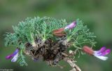 Astragalus popovii. Цветущее растение. Казахстан, хр. Каратау, перевал Турлан. 30.04.2011.