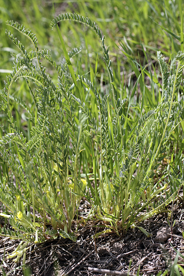 Изображение особи Astragalus andarabicus.