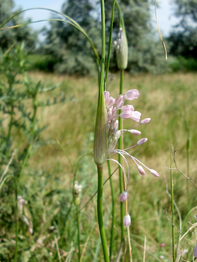 Изображение особи Allium paniculatum.