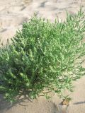Corispermum hyssopifolium