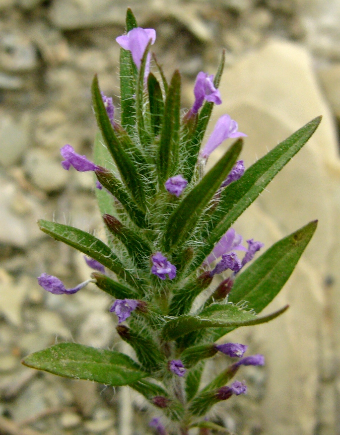 Image of Ziziphora persica specimen.