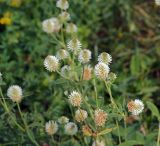 Trifolium montanum. Верхушка цветущего растения. Воронежская обл., Павловский р-н, окр. с. Михайловка (Шипов лес). 19.06.2011.