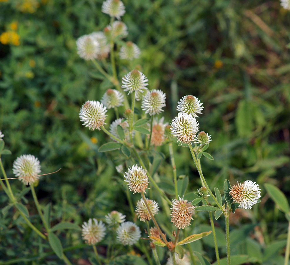 Изображение особи Trifolium montanum.