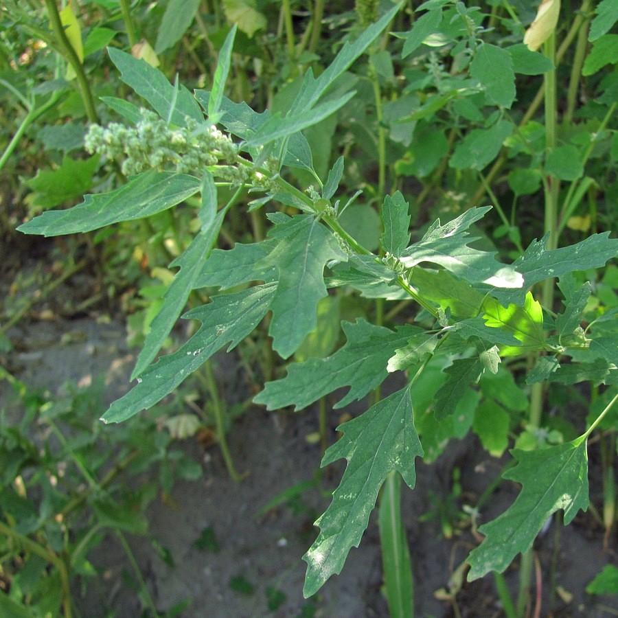 Image of Chenopodium ficifolium specimen.
