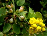 Berberis turcomanica