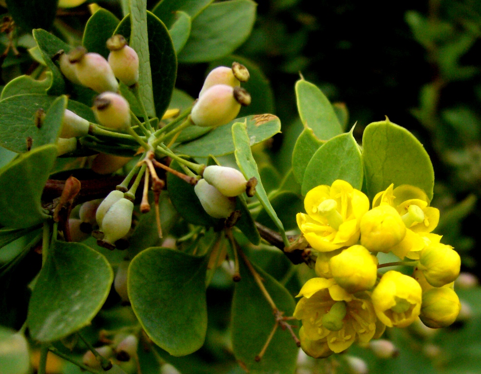 Image of Berberis turcomanica specimen.