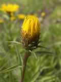 Inula ensifolia