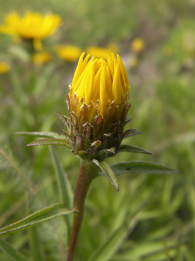 Изображение особи Inula ensifolia.