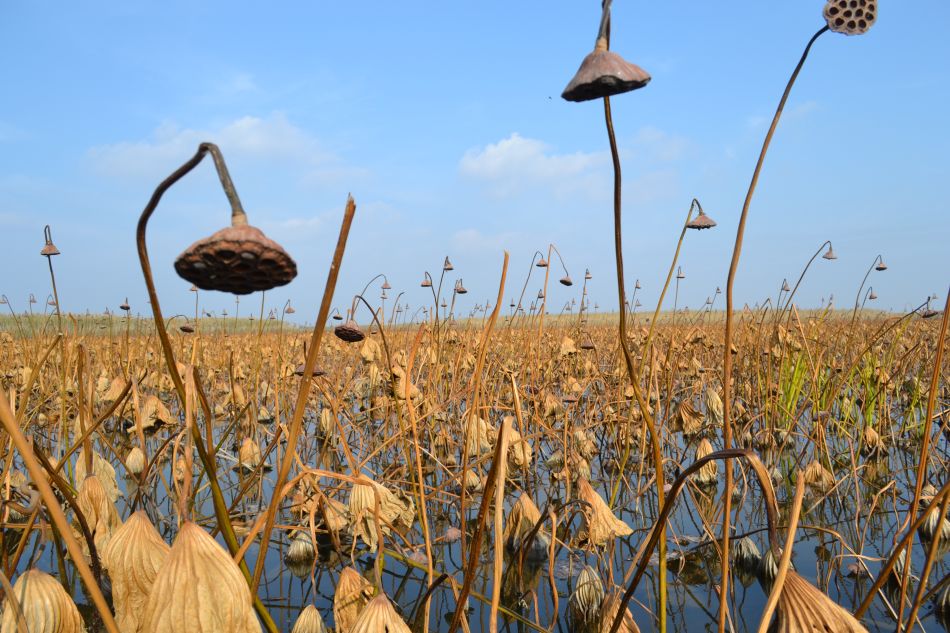 Изображение особи Nelumbo caspica.