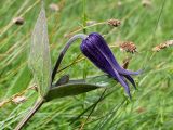Clematis integrifolia