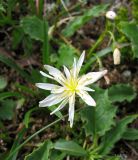 род Taraxacum. Соцветие. Забайкалье, хр. Кодар. 26.07.2007.