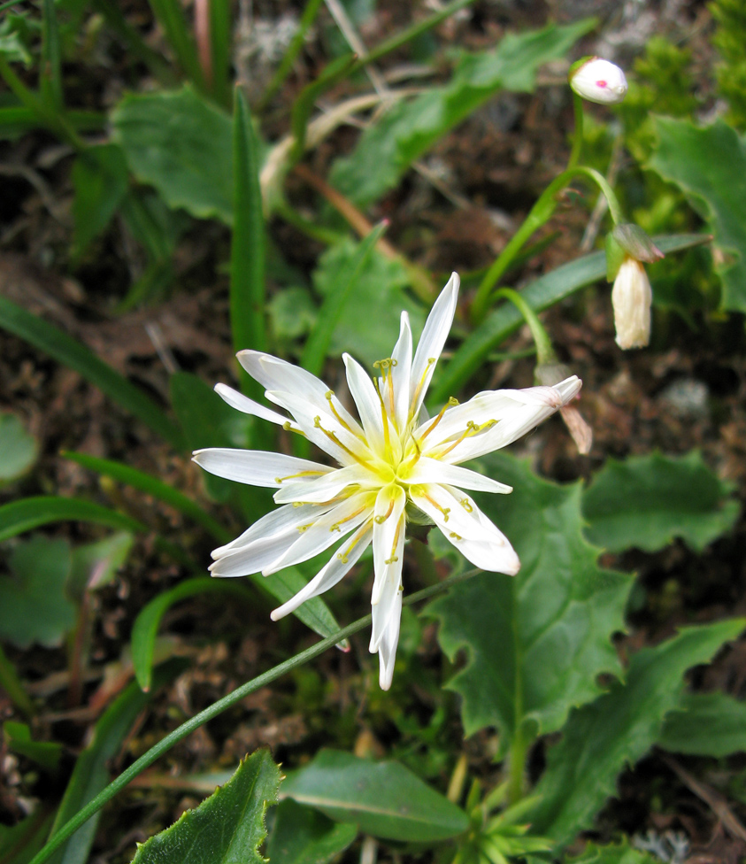 Изображение особи род Taraxacum.