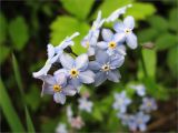 Myosotis sylvatica. Верхушка цветущего растения. Ленинградская обл., Кингисеппский р-н, окр. дер. Великино. 23.05.2009.