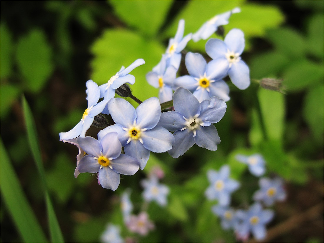 Изображение особи Myosotis sylvatica.