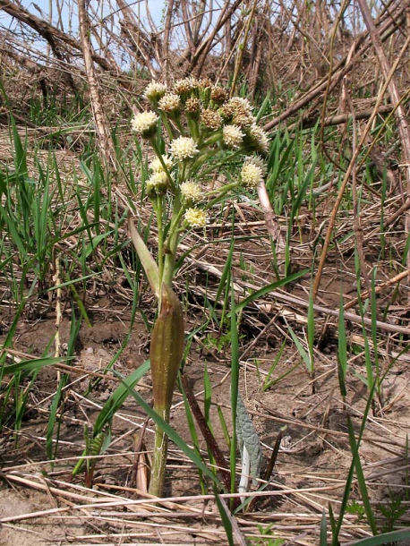 Image of Petasites spurius specimen.