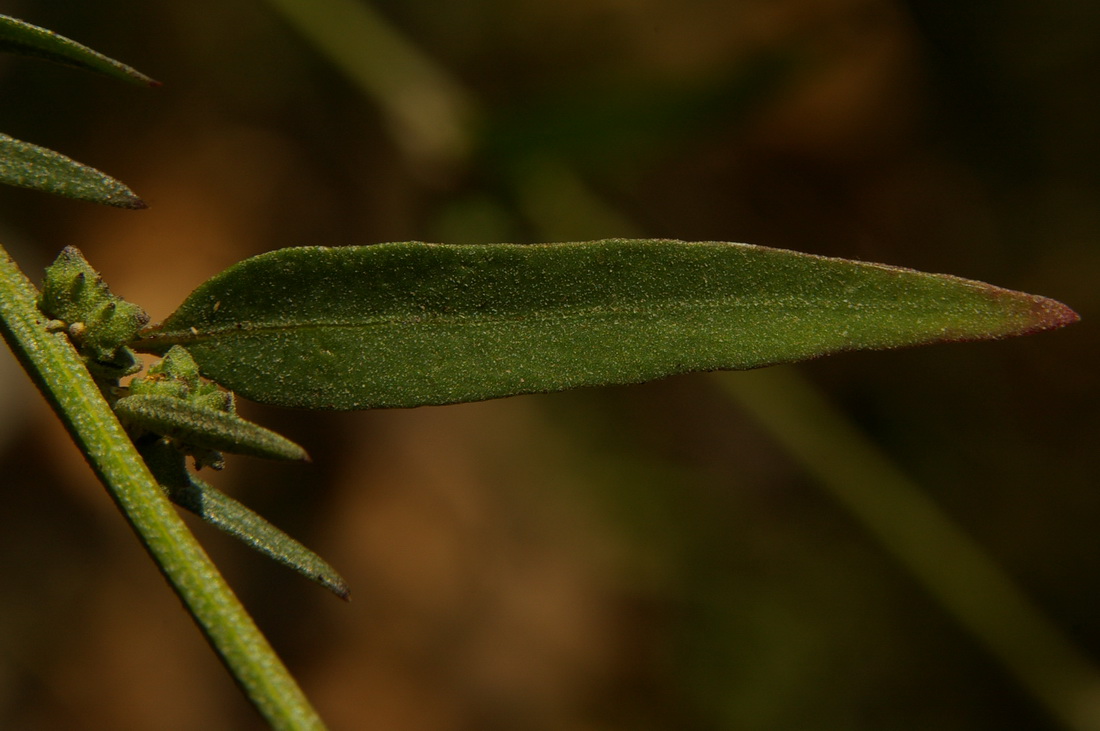 Изображение особи Atriplex patula.