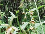 Epipactis royleana