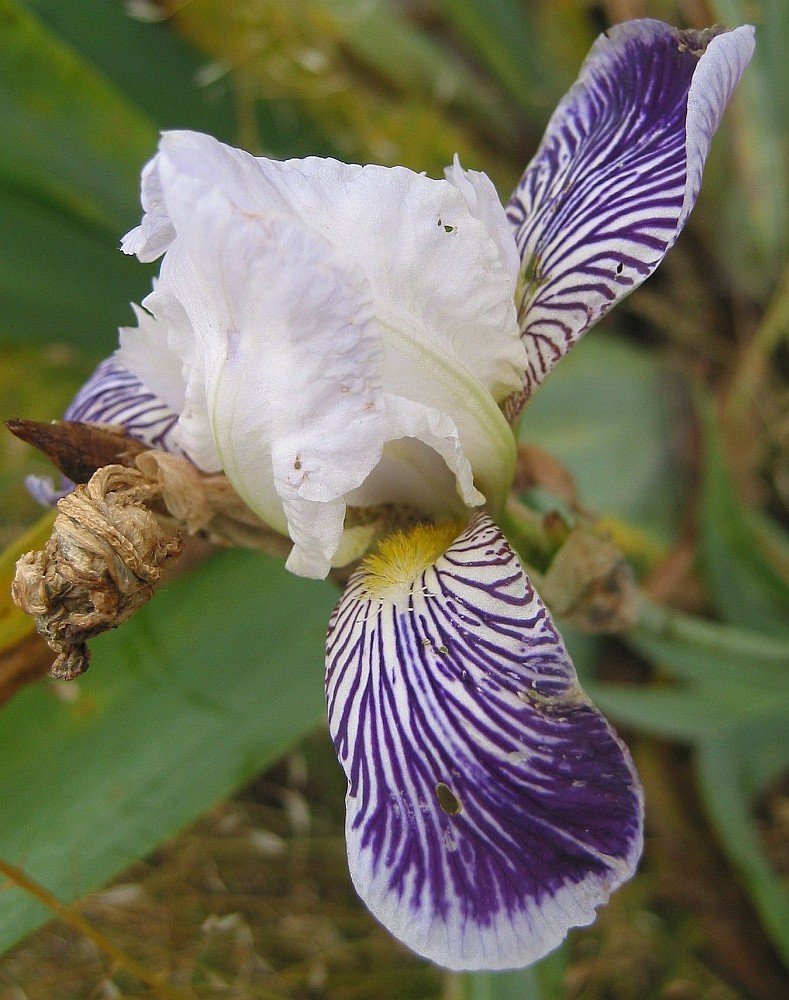 Image of Iris amoena specimen.