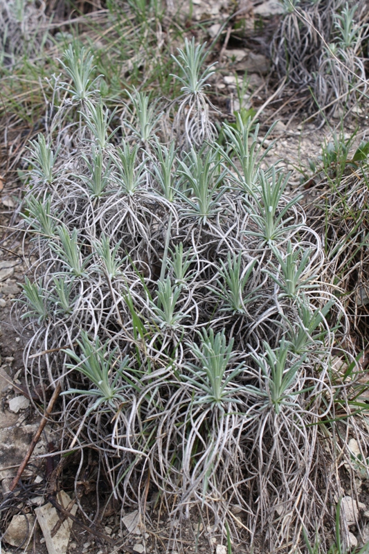 Изображение особи Jurinea stoechadifolia.