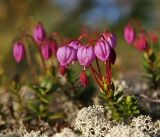 Phyllodoce caerulea. Верхушка побега с цветками. Сахалин, Северо-Сахалинская равн., р. Вал, лиственично-стланиковый лес. 25.06.2011.