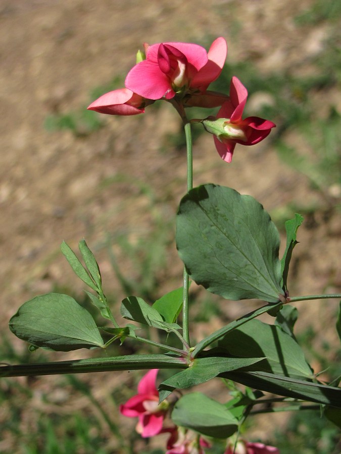 Изображение особи Lathyrus rotundifolius.