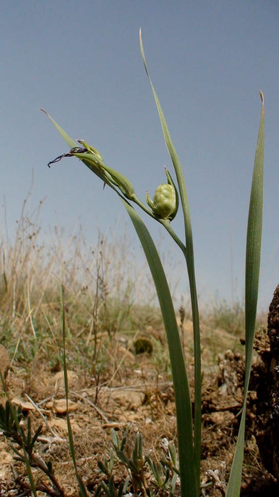 Image of Gladiolus atroviolaceus specimen.