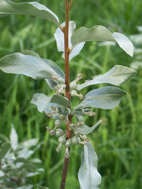 Image of Elaeagnus commutata specimen.