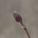 Alnus incana