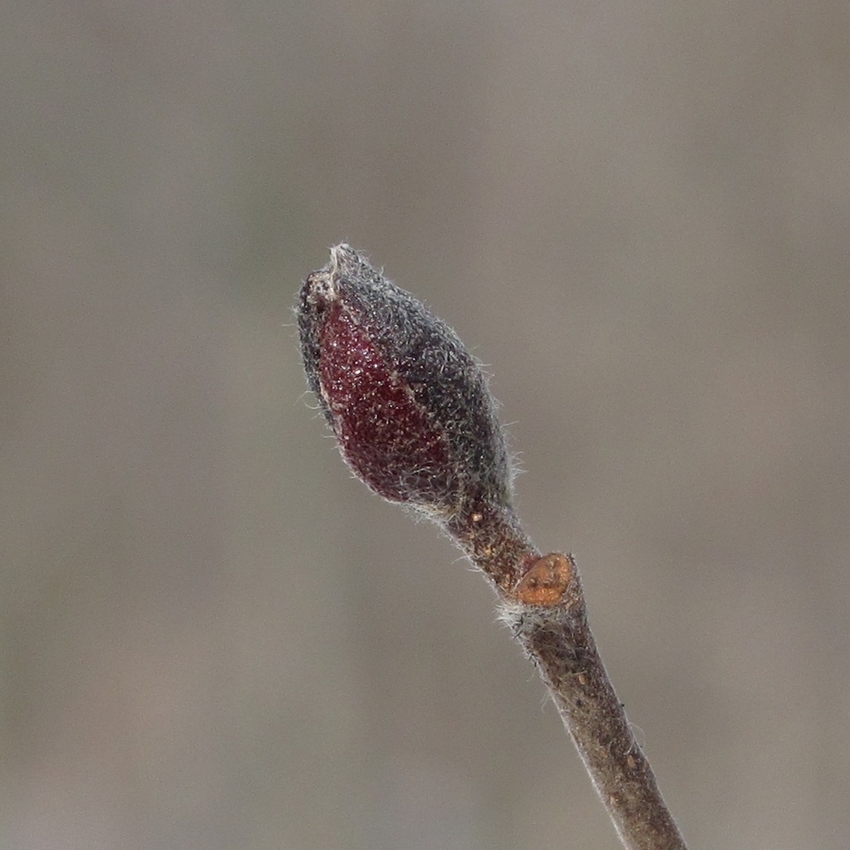 Image of Alnus incana specimen.