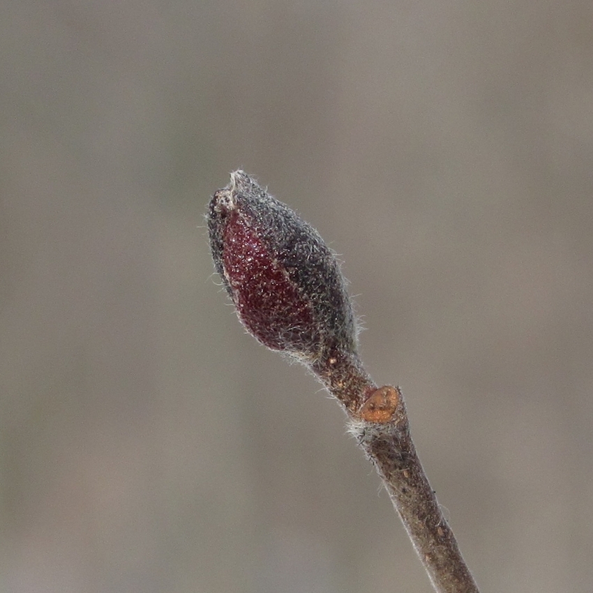 Изображение особи Alnus incana.